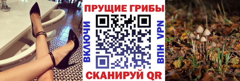 Псилоцибиновые грибы Psilocybe продажа наркотиков Зеленодольск